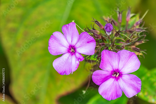 Pink phlox flowers. Phlox paniculata. Flowering herbaceous plants. Blooming phlox paniculata in the garden