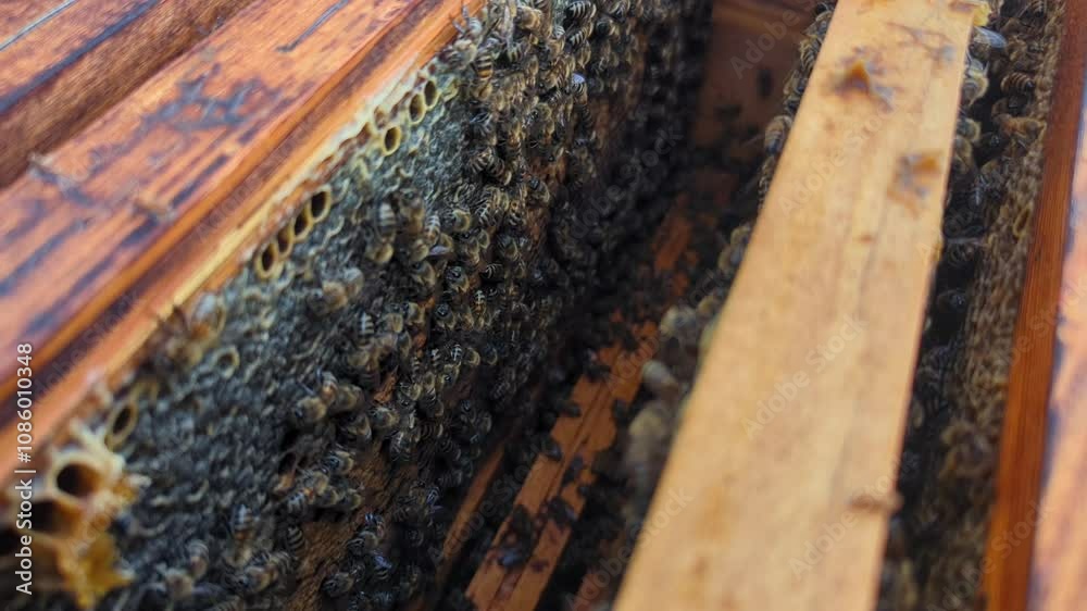 Wooden frames with honeycomb and honey in beehive cells, with bees actively moving over the combs. Beekeeping in natural conditions. Wooden frames with honeycomb and honey in beehive cells, with bees actively moving over the combs. Beekeeping in natural conditions.