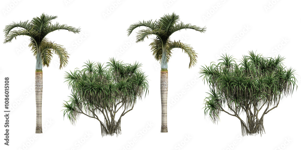 Fototapeta premium 3d rendering of Hyophorbe lagenicaulis,Pandanus tectorius plants on transparent background