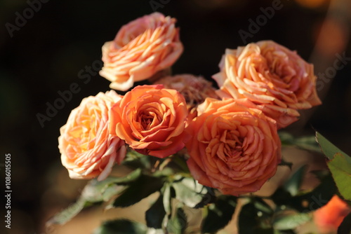 orange rose flower