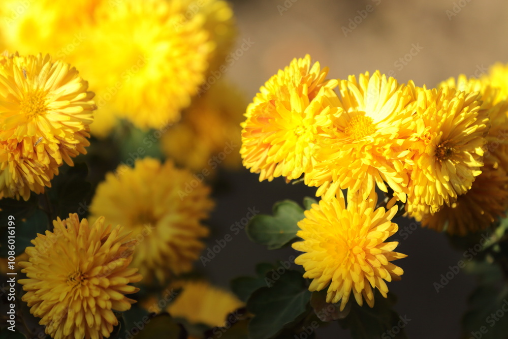 yellow flowers of a dandelion yellow flowers of a dandelion