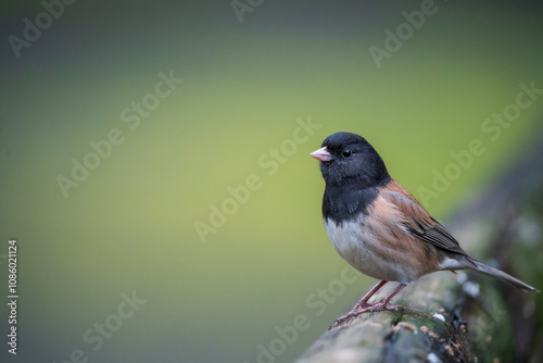 Dark-eyed Junco (Junco hyemali).  Western Oregon. photo