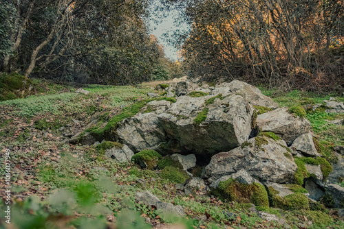 Fototapeta Naklejka Na Ścianę i Meble -  rocks in the forest