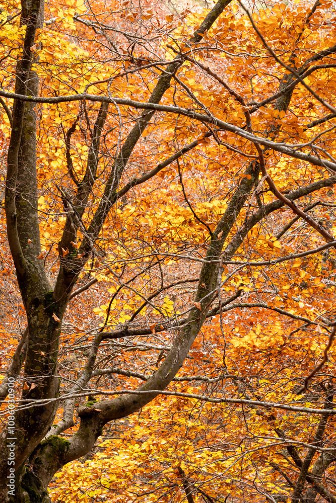 Naklejka premium Beech forest in autumn with orange and yellow leaves