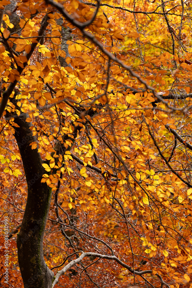 Beech forest in autumn with orange and yellow leaves Beech forest in autumn with orange and yellow leaves