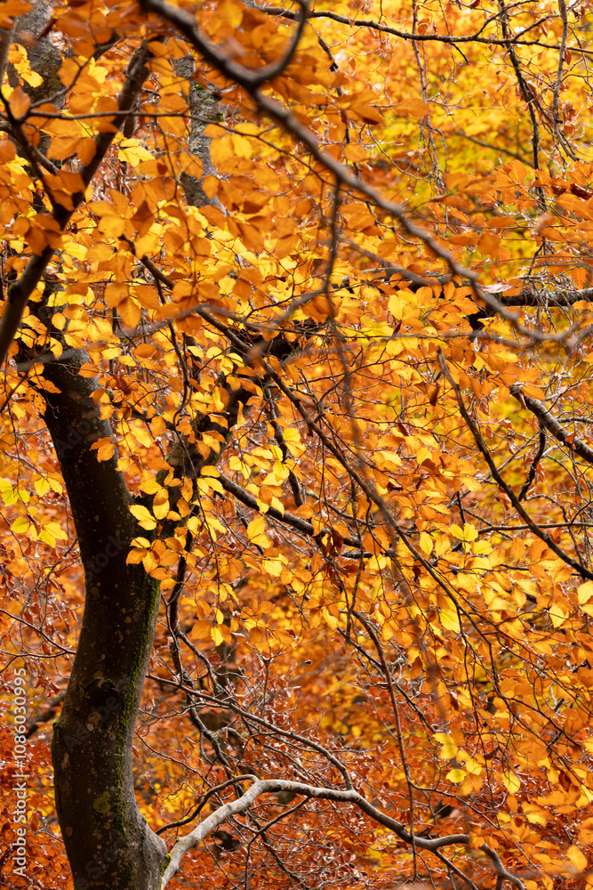 Beech forest in autumn with orange and yellow leaves Beech forest in autumn with orange and yellow leaves