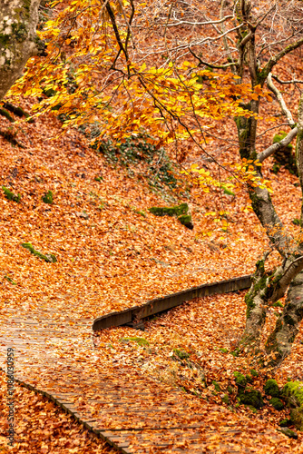 Beech forest in autumn with orange and yellow leaves