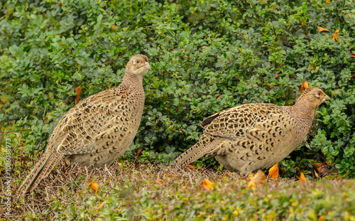 Pheasants, two Ring-Necked female or hen pheasants foraging in a hedgerow in Autumn. Scientific name: Phasianus colchicus. Facing right. Horizontal. Space for copy