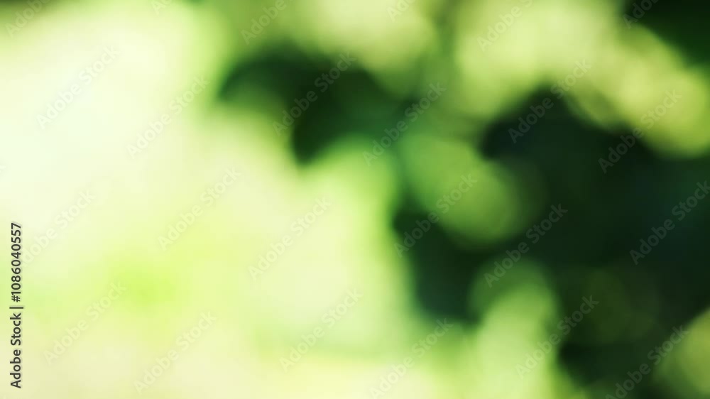 Green natural background is out of focus, beautiful green and yellow bokeh shimmers. Tree leaves sway in the wind on a sunny summer day, blurry focus.