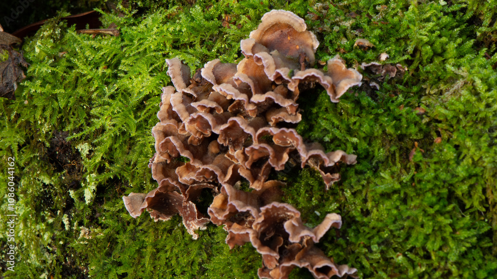 Turkey tail at the veluwe Turkey tail at the veluwe