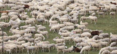 sheep in the flock conceptually as an idea of ​​insomnia and the habit of counting sheep to facilitate falling asleep