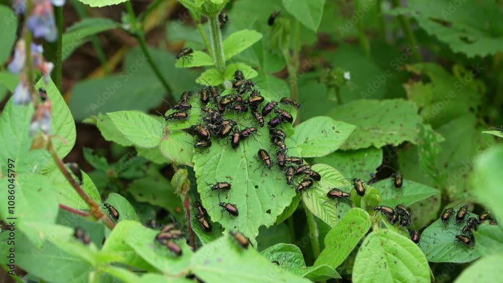 Tiny bright scarabs eating leaves Tiny bright scarabs eating leaves