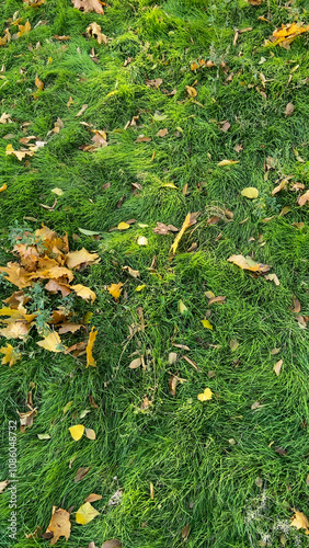 Green grass background with dry autumn leaves