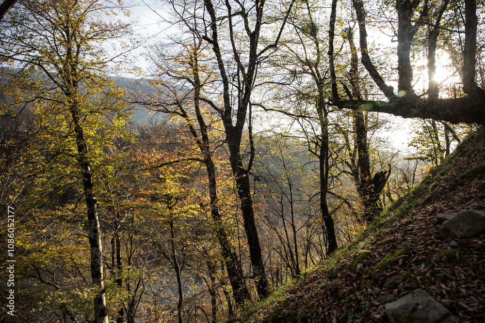 Landscape with beautiful fog in forest on hill or Trail through a mysterious winter forest with autumn leaves on the ground. Road through a winter forest. Magical atmosphere. Azerbaijan nature Landscape with beautiful fog in forest on hill or Trail through a mysterious winter forest with autumn leaves on the ground. Road through a winter forest. Magical atmosphere. Azerbaijan nature