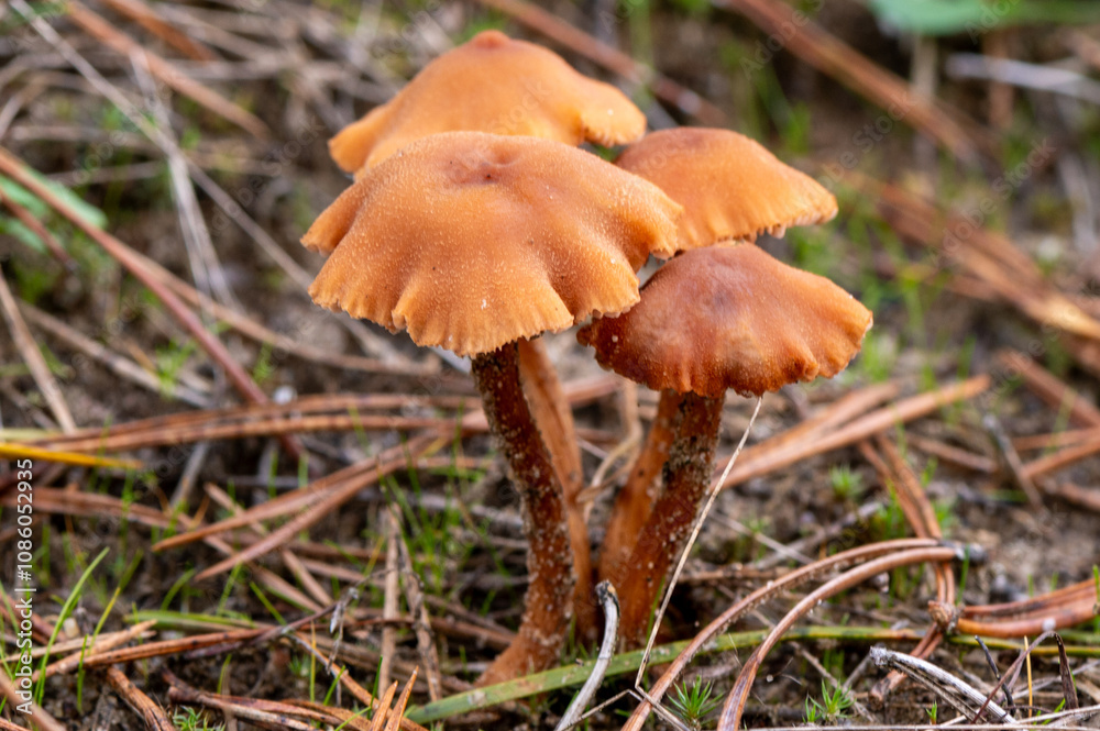 close-up of a group of Laccaria proxima fungus close-up of a group of Laccaria proxima fungus