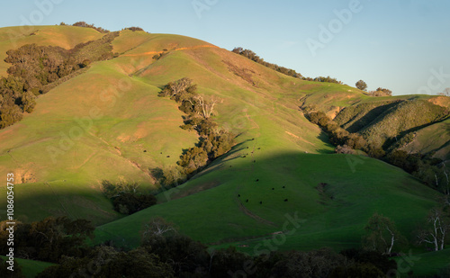 Dawn Esposes Cows Grazing on a Hillside Near Cambria, California