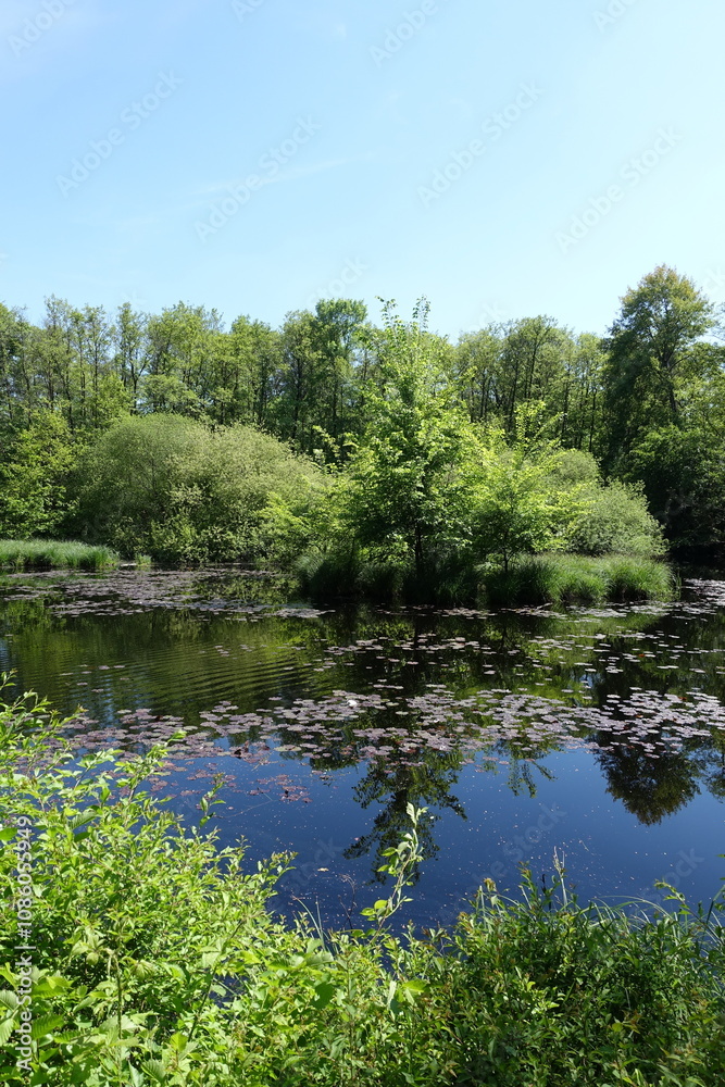 Fototapeta premium See im Wald
