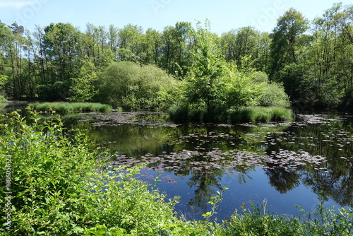 See im Wald