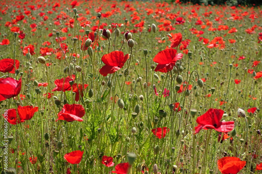 Obraz premium Klatschmohnfeld