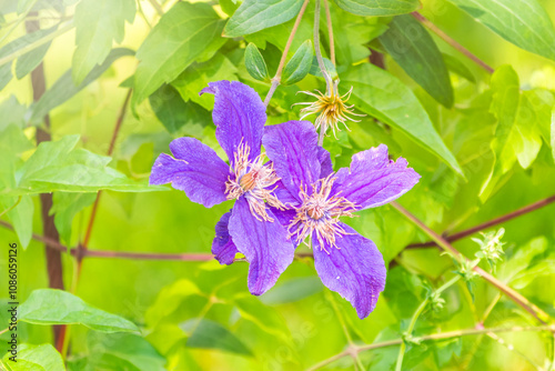 Spring Flowering Downy Clematis (Clematis macropetala). Close up of flowering blue Clematis on blurred background.