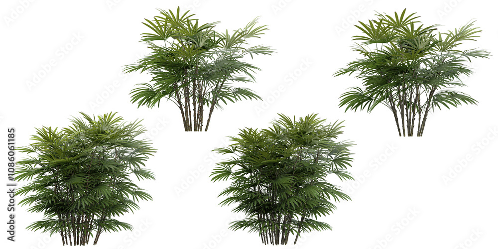 Obraz premium Rhapis Trees collection with realistic style