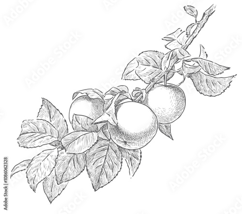 Sketch of apple tree branch with leaves and ripe fruits, realistic hand drawing, vector illustration isolated on white