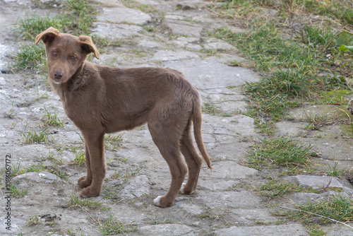 A brown puppy stands on the stone road, its tail raised and ears hanging down, looking at me curiously