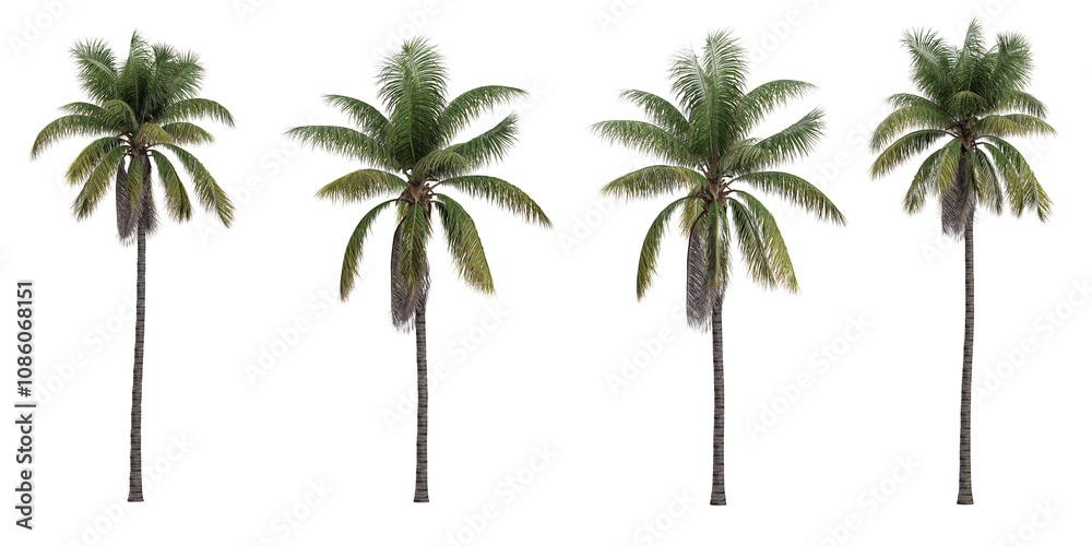 Obraz premium set of Acrocomia aculeata trees on transparent background
