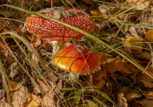 Amanita muscaria or fly agaric red and white spotted poisonous Toadstool Mushroom. Group of fungi in an autumn season forest.