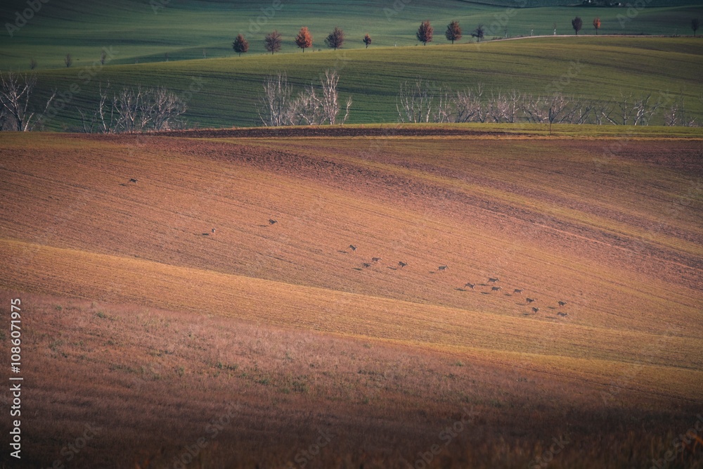 Obraz premium Autumn field