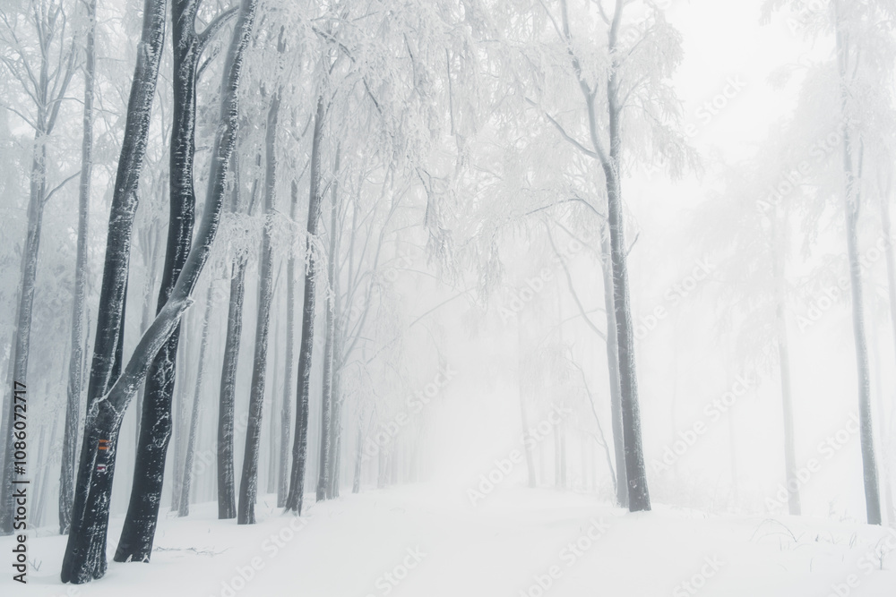 Fototapeta premium Winter in the mountains