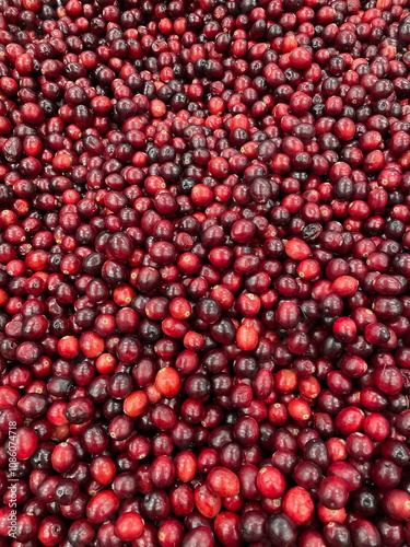 Beautiful ripe red cranberries for the holiday meals and decoration