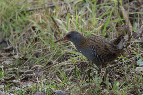 A water rail photo