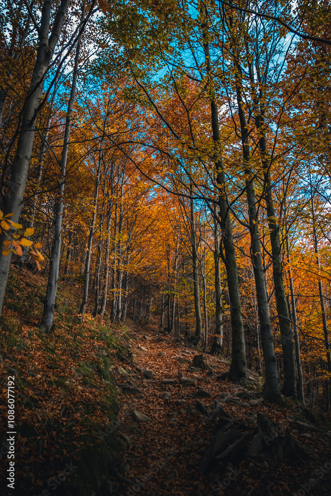 Autumn in the mountains Autumn in the mountains