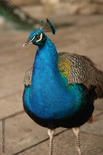 peacock