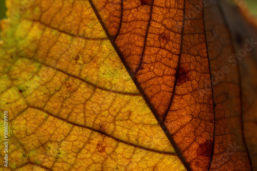 Macro of Autumn Leaf Veins in Sunlight
