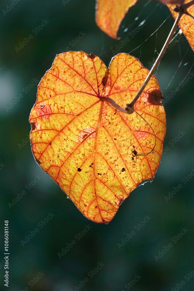 Obraz premium Blatt im Herbst