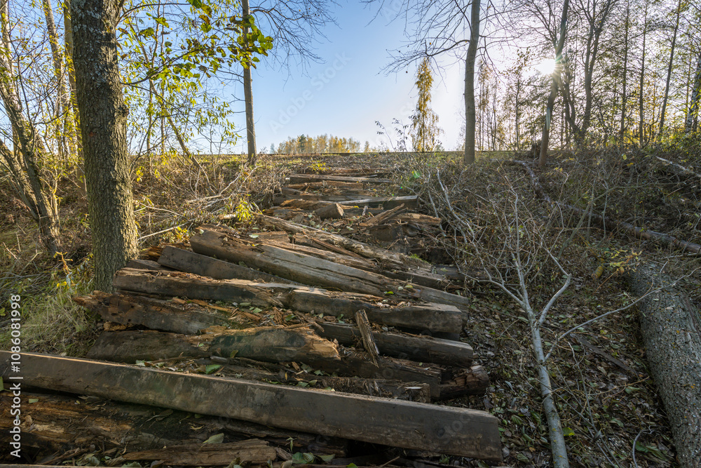 A wooded area with a path made of logs A wooded area with a path made of logs