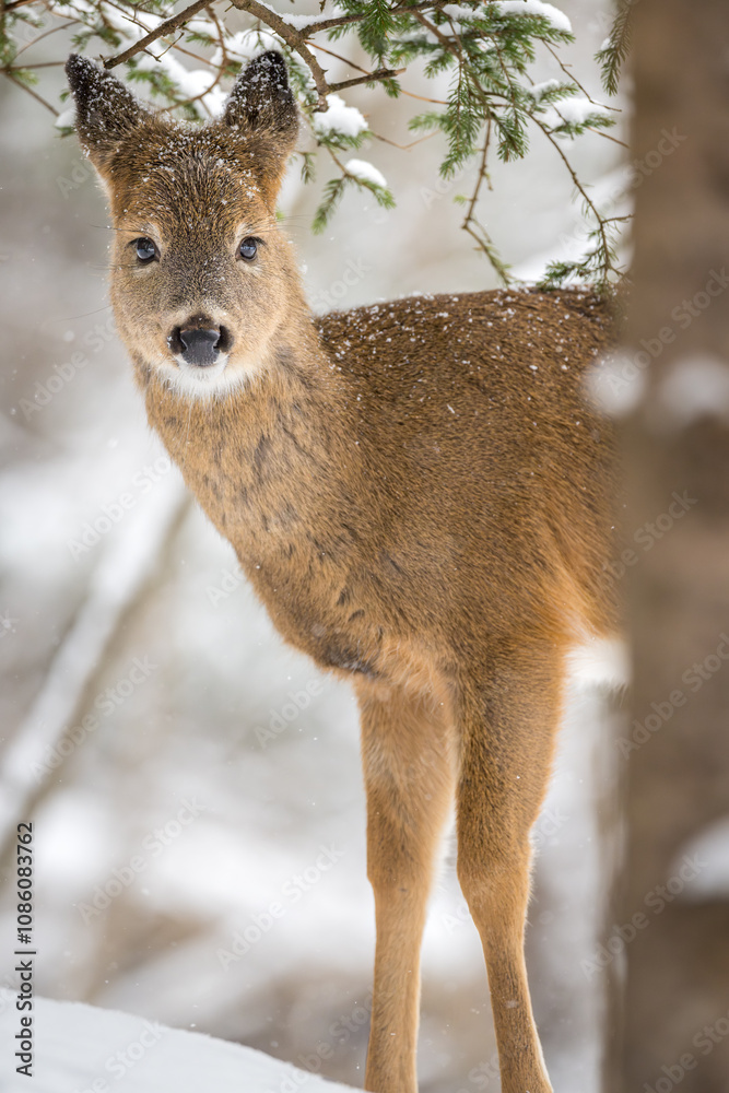 White-tailed Deer standing behind tree in the snow White-tailed Deer standing behind tree in the snow