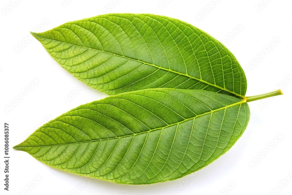 Obraz premium Close-up of English walnut Juglans regia leaf isolated on white background