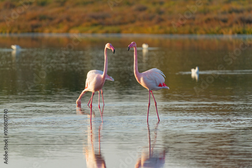 flamant rose sur étang de Palavas dans le sud de la France entrain de se regarder au coucher du soleil avec une lumière douce d'automne  photo
