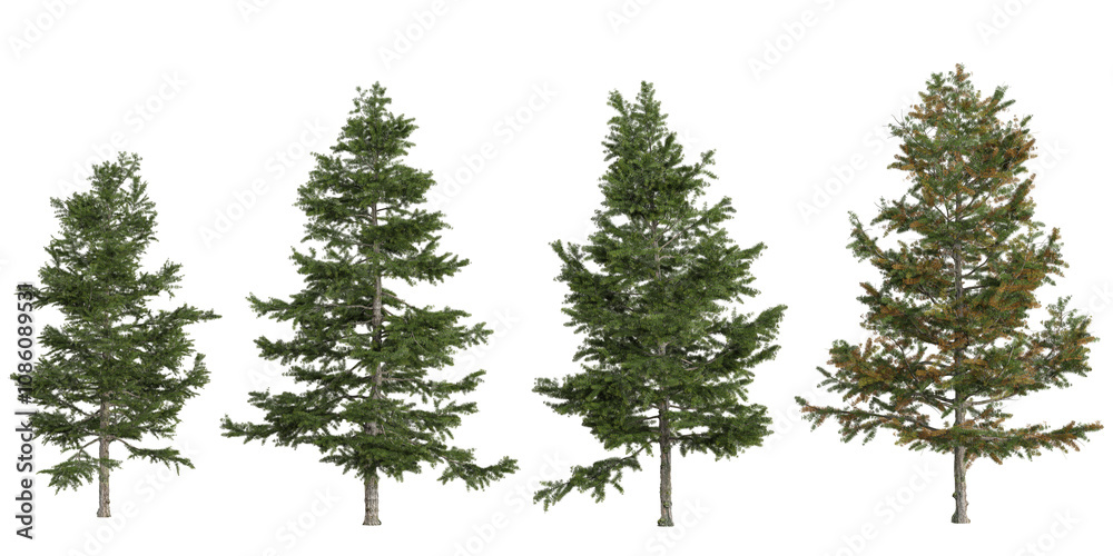 Set of Larix trees isolated on white background Set of Larix trees isolated on white background