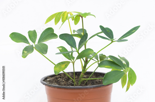 Close-Up of a Potted Schefflera Plant with Vibrant Green Leaves Against a White Background