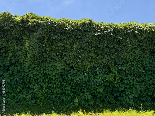 American ivy, Parthenocissus quinquefolia green leaves. Parthenocissus quinquefolia, Virginia creeper, Victoria creeper, five-leaf ivy or five fingers, is a flowering vine in the grape in spring.	 photo