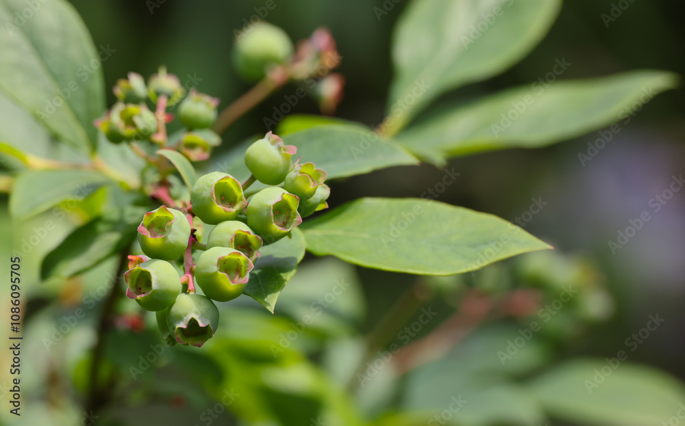 Fresh green blueberry berries growing in garden Fresh green blueberry berries growing in garden