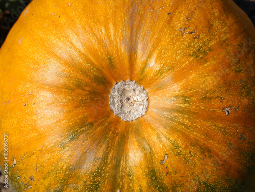 Wallpaper Mural Close up ripe pumpkin background Torontodigital.ca