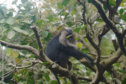 The lion-tailed macaque (Macaca silenus) is a unique and endangered primate native to the Western Ghats in southern India. It is one of the smallest and most distinctive macaque species.|獅尾獼猴 photo