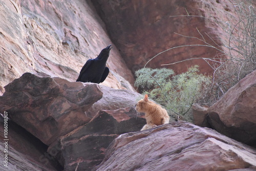 Raven on the rock