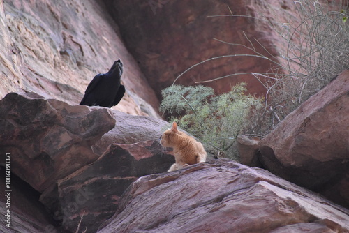 Raven on the rock