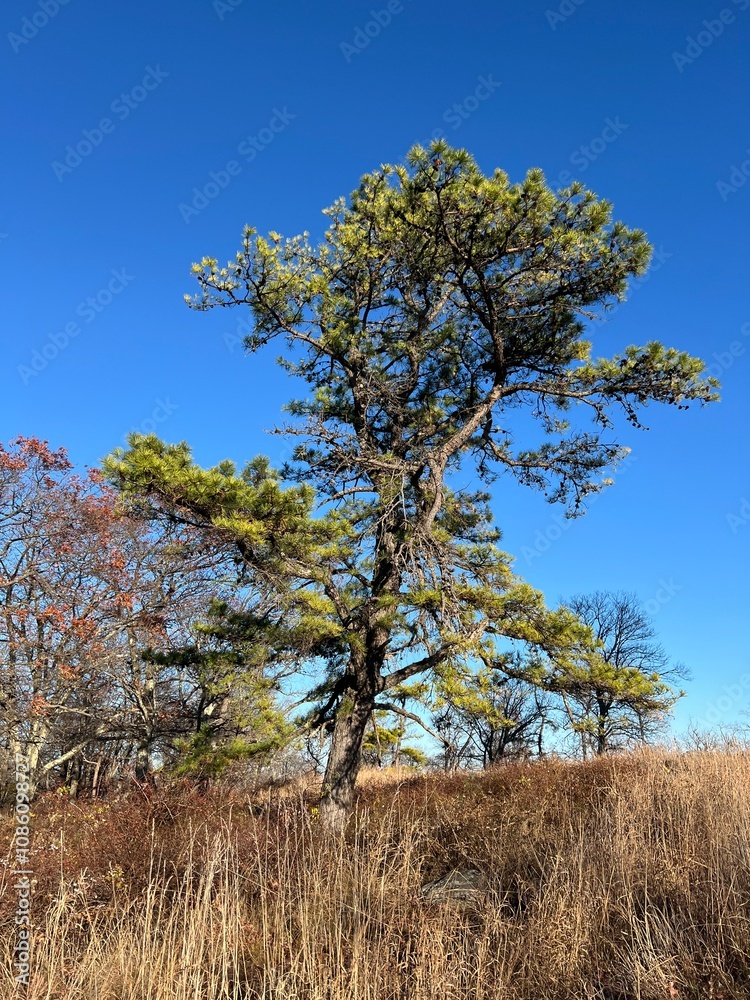 Obraz premium Magic tree